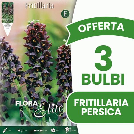 BULBI AUTUNNALI OFFERTA 3 BULBI FRITILLARIA PERSICA BULBS BULBES