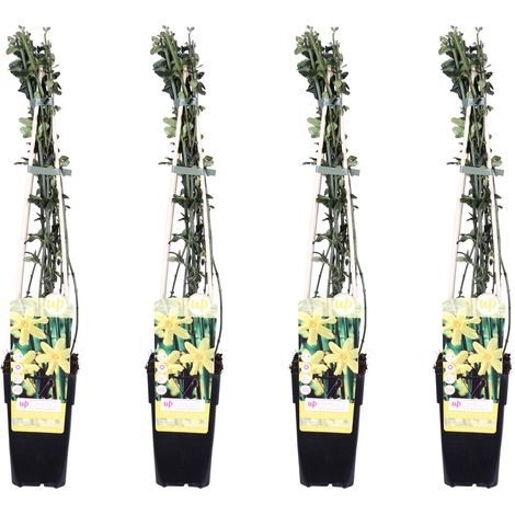 Lot de 4 Jasmin d'hiver Jasminum nudiflorum Plante Grimpante Fleurs Jaunes H65 cm Pot Ø15 cm - PANGIVO