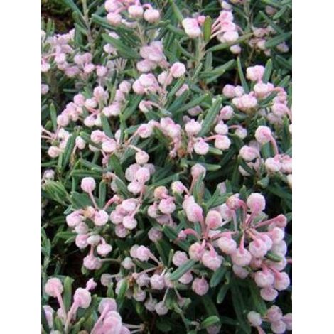 Andromède à feuilles de Podium 'Blue Ice' Pot de 2L/3L (1/5)