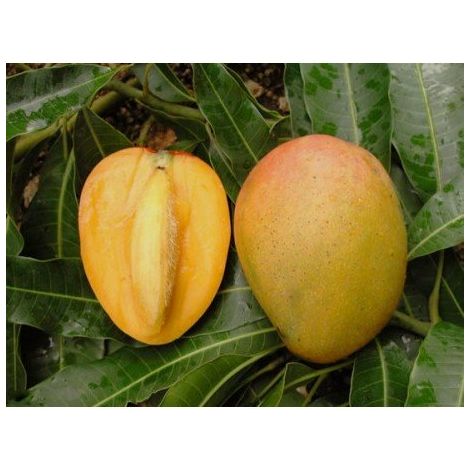 Vivaio Garden Forest – Manguier greffé Mangifera indica Glenn – Hauteur 140 cm – Fruits ovales sucrés – Exposition ensoleillée pour récoltes abondantes
