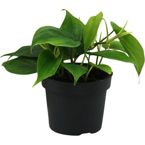 Philodendron Scandens - Plante Verte d'Intérieur Facile d'Entretien - Pot Ø12cm - Hauteur 20cm - PANGIVO (1/4)