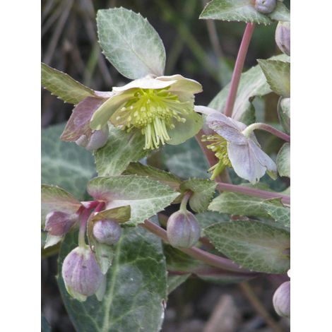 Hellébore livide Godet de 8/9 cm (1/2)