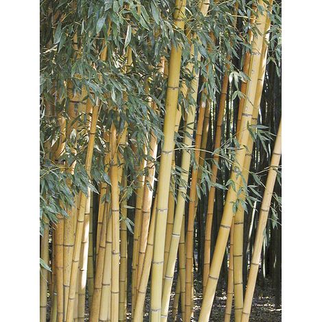 Phyllostachys 'Sulphurea' Pot de 4L/5L