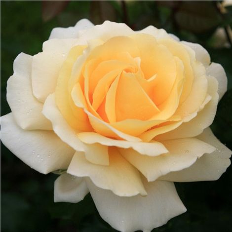 2 x Rosa  - Kordes Eleganza® rosier - Rosa 'Winter Sun'®