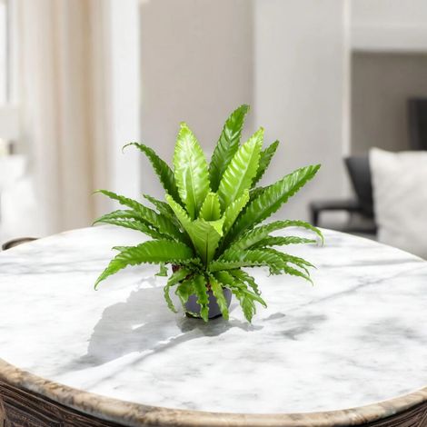 Gardenaria Asplenium antiquum 'Osaka' - Pianta da interno ornamentale - Altezza: 25 cm (vaso 12) (1/5)