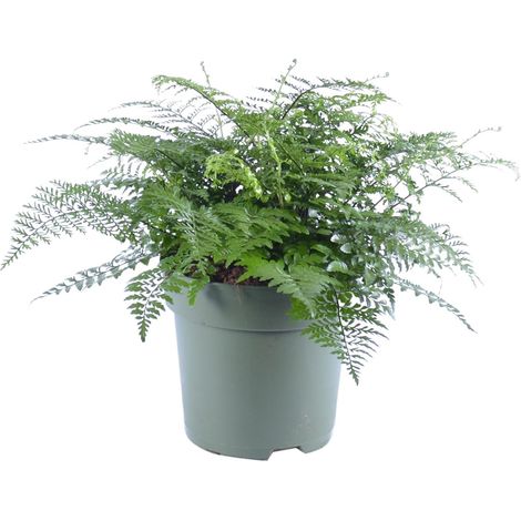 Asplenium Parvati Fougère d'Intérieur Naturelle Plante Verte Décorative Ø 27 cm H 50 cm - PANGIVO (1/4)
