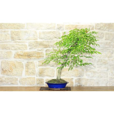 Bonsai di Bignonia (12) (1/5)