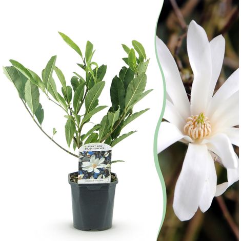 Magnolia Stellata - Arbuste à Fleurs Blanches Parfumées - Plante de Jardin - Pot 17 cm - 45 cm - PANGIVO (1/5)