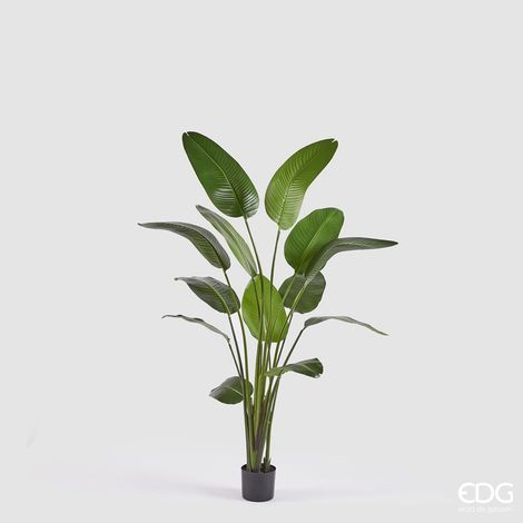 EDG Strelitzia Con Vaso H 185 cm