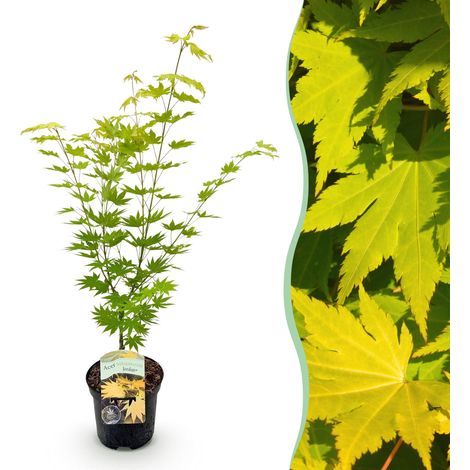 Érable du Japon Acer palmatum Jordan Plante d'Extérieur Jaune Pot Ø 19cm Hauteur 70cm - PANGIVO (1/5)