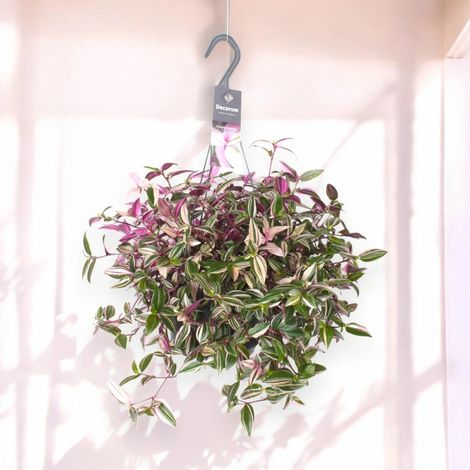 Gardenaria Tradescantia fluminensis 'Quadricolor' - Pianta da interno ornamentale - Altezza: 40 cm (vaso 17) (1/5)