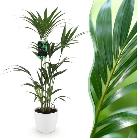 Palmier Kentia Howea Forsteriana Plante d'intérieur avec Pot Blanc Hauteur 120-130cm Ø 21cm - PANGIVO (1/5)
