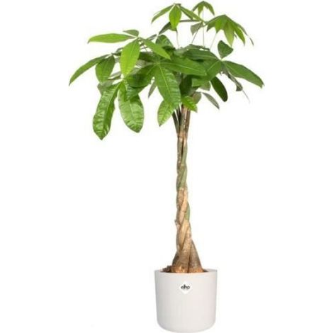 Cache-Pot Rond - Plastique Polyéthylène - Ø24,7 x H23,3 cm - Blanc - 1 Pièce (1/2)
