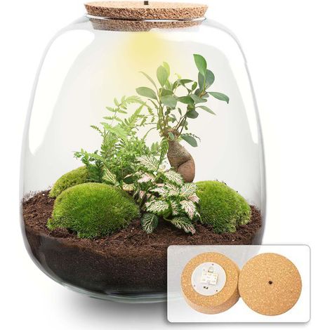 Kit Terrarium Plantes DIY avec LED Écosystème Fermé Ficus Ginseng et Fittonia H25 x Ø23 cm - PANGIVO