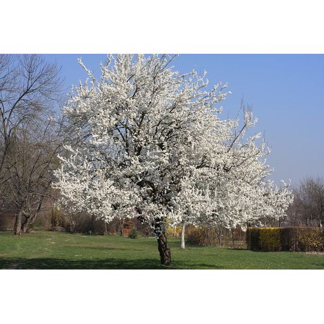 Ciliegio Selvatico Prunus avium, Albero da Fiore Bianco Ornamentale in Vaso ø19cm h 130/160 cm, Pianta da Giardino Resistente al Freddo (1/4)