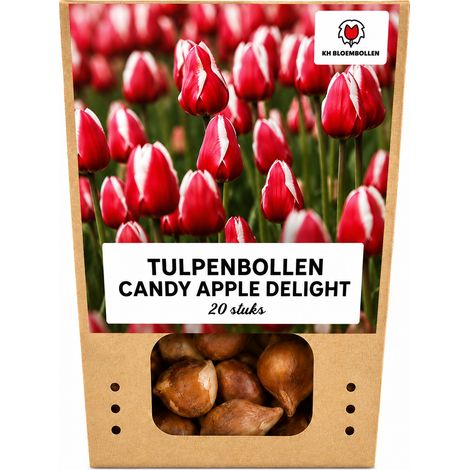 Bulbes de Tulipes Candy Apple Delight Rouge et Blanc pour Jardin et Balcon - Lot de 20 - PANGIVO (1/5)