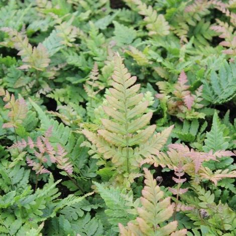 6x Dryopteris erythrosora - Voile rouge - Pot 9x9 cm
