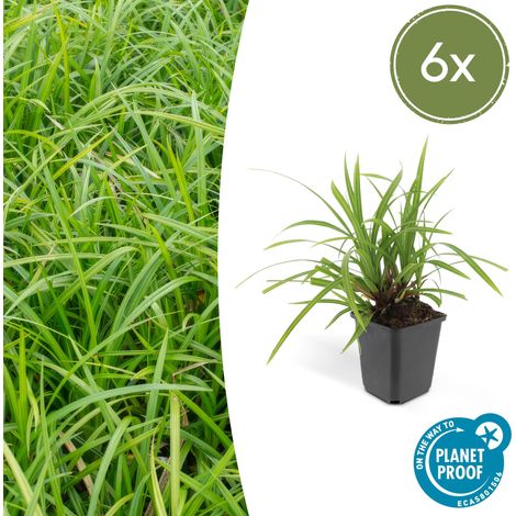 Lot de 6 Carex morrowii 'Irish Green' Graminée Persistante Couvre-sol Vert 10-25 cm Pot Ø 9 cm - PANGIVO (1/5)
