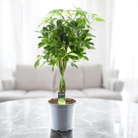 Gardenaria Schefflera arboricola 'Compacta' - Pianta da interno ornamentale - Altezza: 120 cm (vaso 27) (1/5)