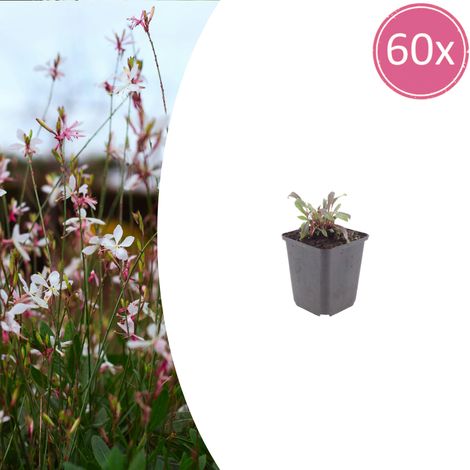 Lot de 60 Gaura lindheimeri 'Siskiyou Pink' Plantes Vivaces Fleurs Roses Ø9cm H10-25cm - PANGIVO (1/5)
