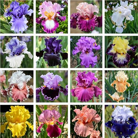 100 Graines d'iris de différentes couleurs - Des couleurs magnifiques pour votre jardin - Des variétés rares (1/5)