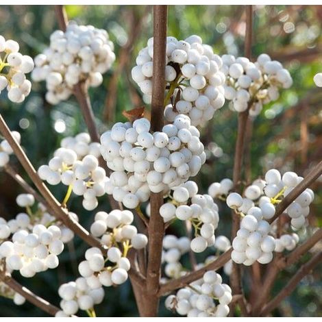 CALLICARPA BODINIERI MAGICAL VASO DA 18CM