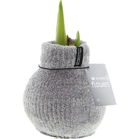 Bloomique - Bulbe d'Amaryllis en Cire - Cosy Grjis - Bulbe à Fleurs - Fleurs sans Eau - Décoration de Noël - 15-25 cm de Haut à la Livraison - Pousse jusqu'à 40-60 cm - 10 cm de diamètre (1/5)