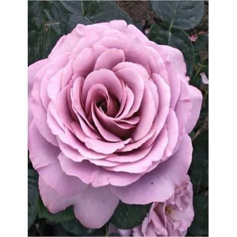 Rosier Thé moderne 'Blue Girl®' Pot de 4L/5L