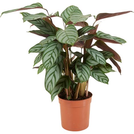 Calathea Compactstar – Plante d'intérieur purifiante – Hauteur 30-40 cm – Pot ⌀12 cm – Lumière indirecte vive ou ombre partielle
