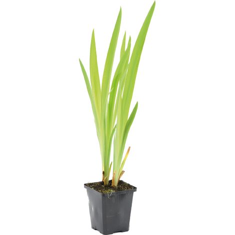 Bloomique - Iris Versicolor - Iris versicolore - Plantes de bassin - Plantes aquatiques - Rustique - Hauteur 20-30 cm - Pot 9 cm