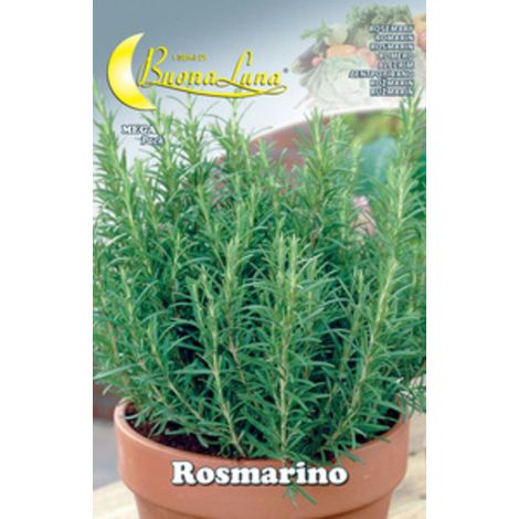 10PZ SEMI ORTO ROSMARINO (1/2)