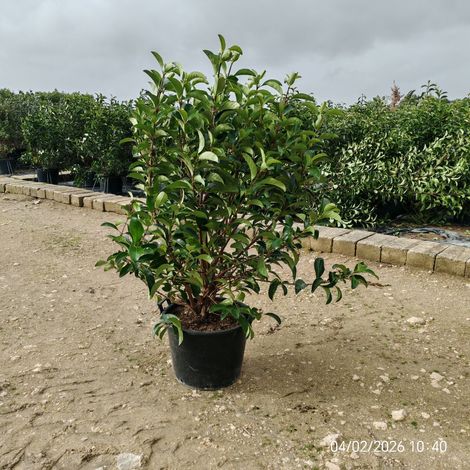 VIBURNUM LUCIDUM CESP.50 (1/3)