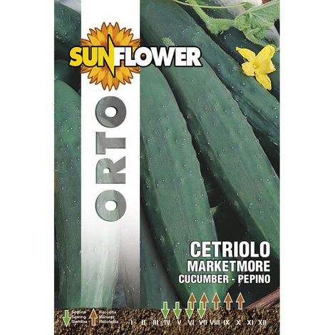 Semillas de pepino Marketmore girasol