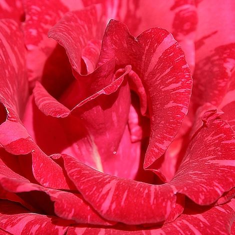Rosier à grandes fleurs Berthe Morisot® 'Delrosroucrem'/Pot de 10 L - 1/2 tige