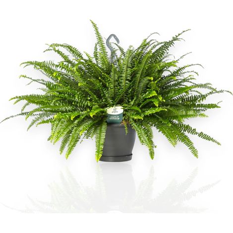 Gardenaria Nephrolepis exaltata 'Green lady' - Pianta da interno ornamentale - Altezza: 45 cm (vaso 17) (1/5)