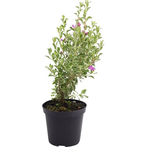 Leucophyllum frutescens - leucofillo, pianta barometro - vaso 15 cm (1/2)