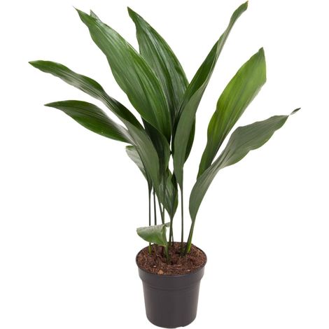 Aspidistra Elatior - Plante de Salle de Bar d'Intérieur - Ombre et Entretien Facile - Ø17cm H70cm - PANGIVO