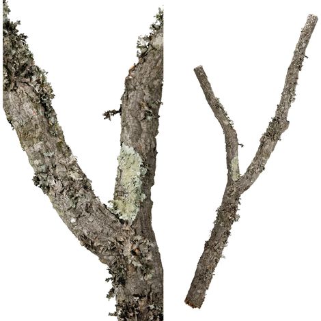 Rama natural - percha de corteza de alcornoque  para loros medianos  corcho para loros (1/3)