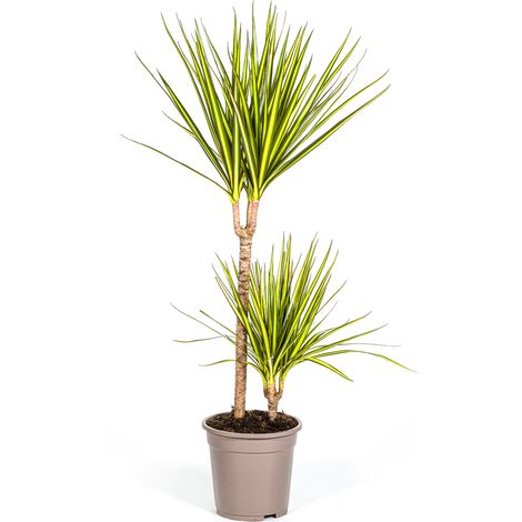 Dracaena Marginata Sunray - Plante d'Intérieur Dragonnier Vert et Jaune - 80-100 cm - Ø19 cm - PANGIVO (1/5)