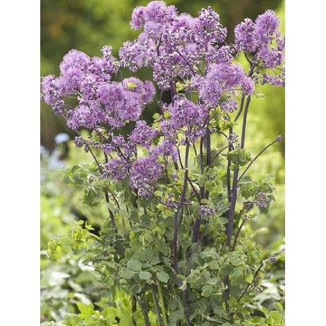 Pigamon 'Purplelicious' Godet de 8/9 cm
