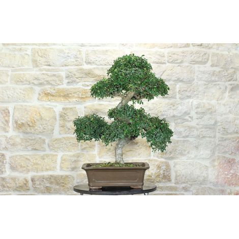 Bonsai di Zelkova Parvifolia (93)
