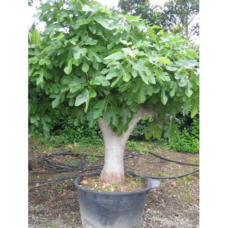 Fico "Ficus carica Ice" pianta in vaso Ă¸17 cm
