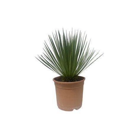 Yucca Rostrata - Plante Exotique Rustique pour Jardin et Terrasse - 50 cm - Pot ø24 cm - PANGIVO