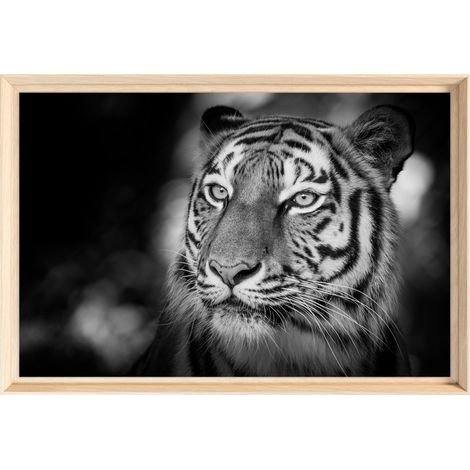Tableau mural encadré portrait tigre sauvage 40x60 cm - Tableau Mural Décoratif - Image Encadrée Imprimée en HD - Impression 40x60 cm sur Fibres de Bois FSC - Finition Mate - Fabriqué en France (1/5)