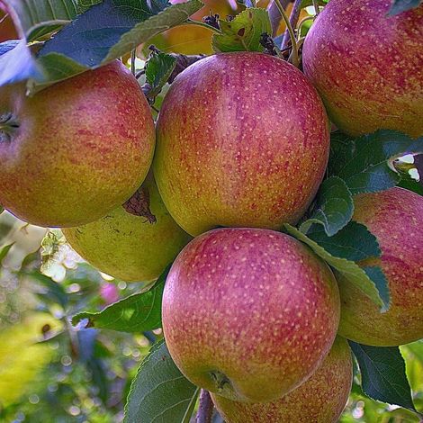 Pommier colonnaire Versailles® 'Delgrico'/Pot de 7,5L - 80/100 cm