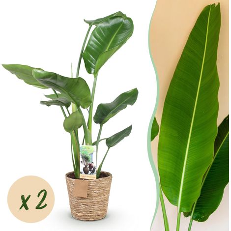 Strelitzia Nicolai - Lot de 2 Plantes d'Intérieur Fleur de Paradis avec Panier - 70-90 cm - PANGIVO (1/5)