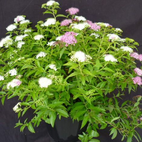 Spirée du Japon Shirobana, Spiraea/Pot de 3L - 20/40 cm (1/3)