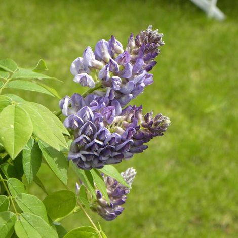 Glycine d'Amérique Longwood Purple/Pot de 3L - Echelle bambou 60/120 cm (1/5)