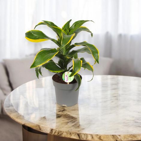 Gardenaria Dracaena fragrans 'Dorado' - Pianta da interno ornamentale - Altezza: 130 cm (vaso 24) (1/5)