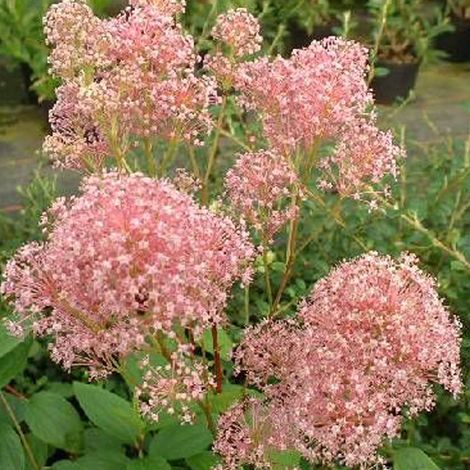 Céanothe caduc ® 'Marie Rose' - 40-50 cm pot (1/4)